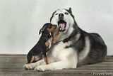 th_AwwwDoggy2.jpg