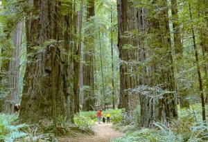 Coast Redwood