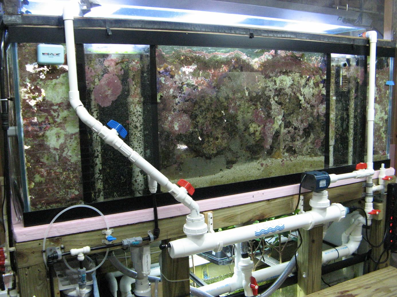 IMG 54341 - vega15 In wall 180 gallon w/100 gallon fuge-14K HQI 150W w/4 T-5 Actinic mixed reef