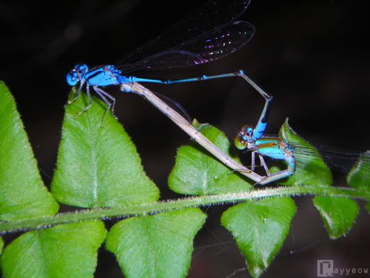 Dragonflies+mating+heart+shape