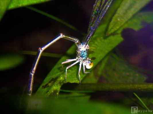 Dragonflies+mating+heart+shape