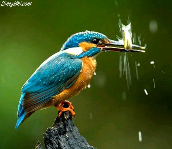 [FFA] Fun For All, A Snegidhi Group Presentation, WWW.SNEGIDHI.COM