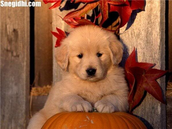 Fun 4 Everyone - Snegidhi.com