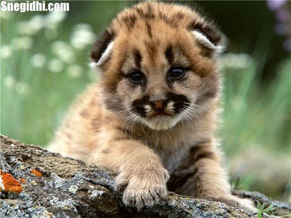 Fun 4 Everyone - Snegidhi.com