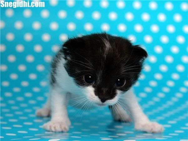 Fun 4 Everyone - Snegidhi.com