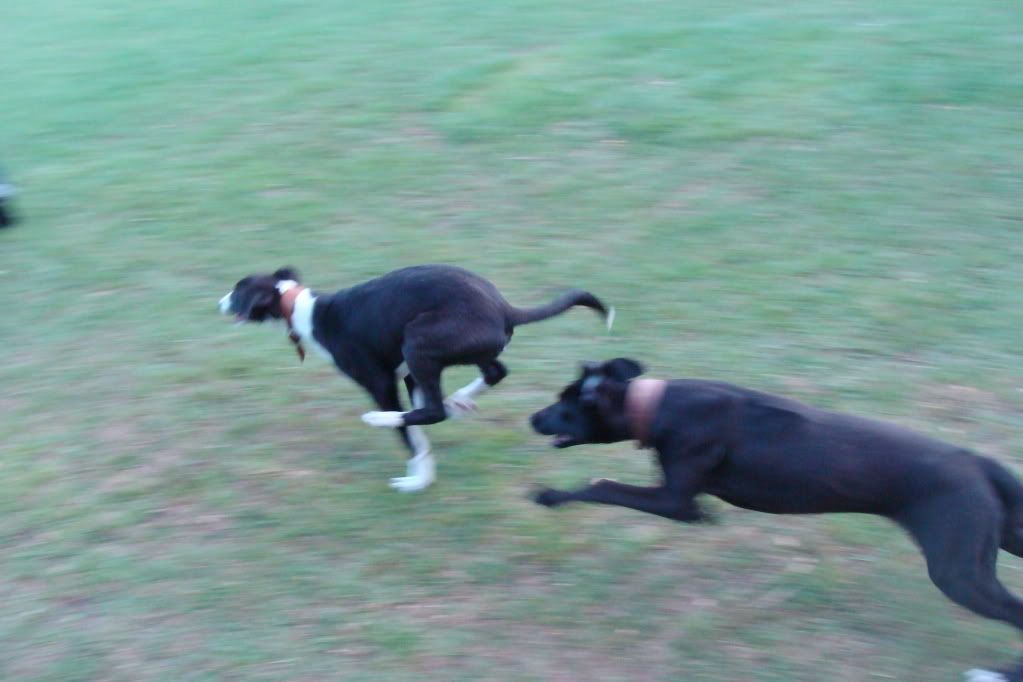 irelandferretkits454.jpg