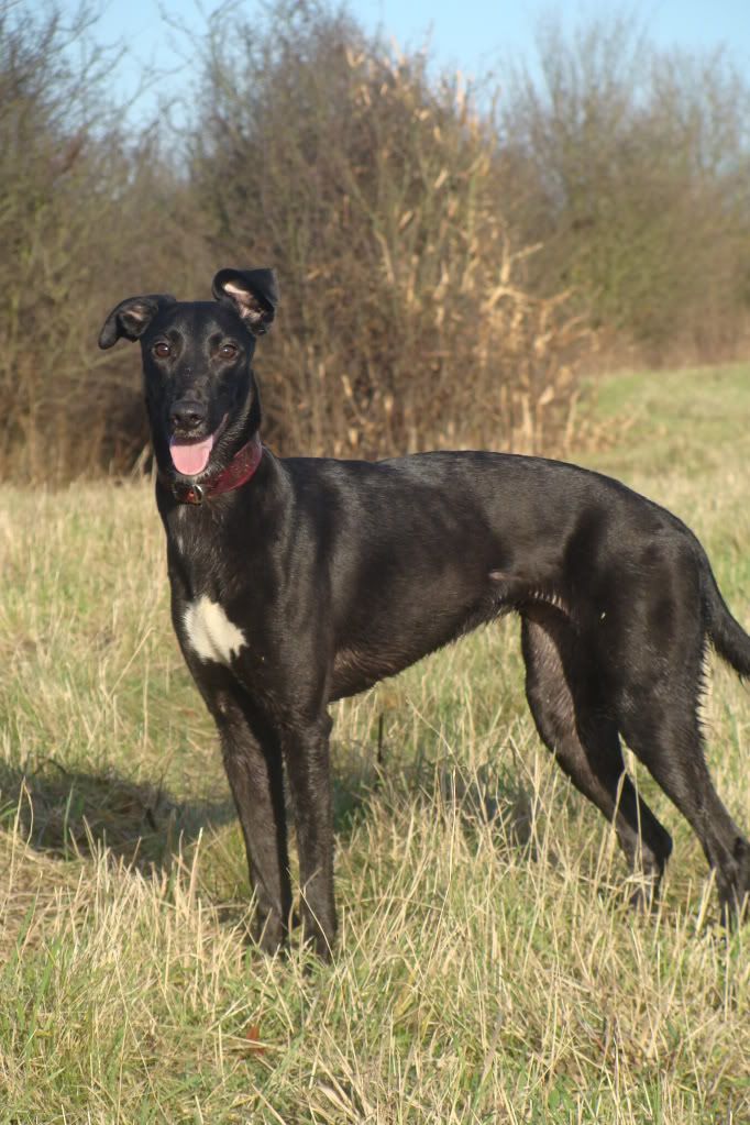 Whippet Deerhound Cross