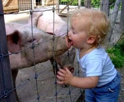 criança beijando um porco