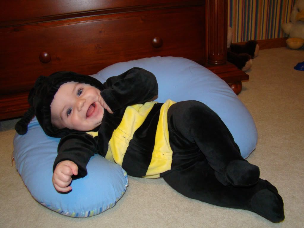 CooperBumbleBee09.jpg Cooper Bee picture by Comfybluesocks