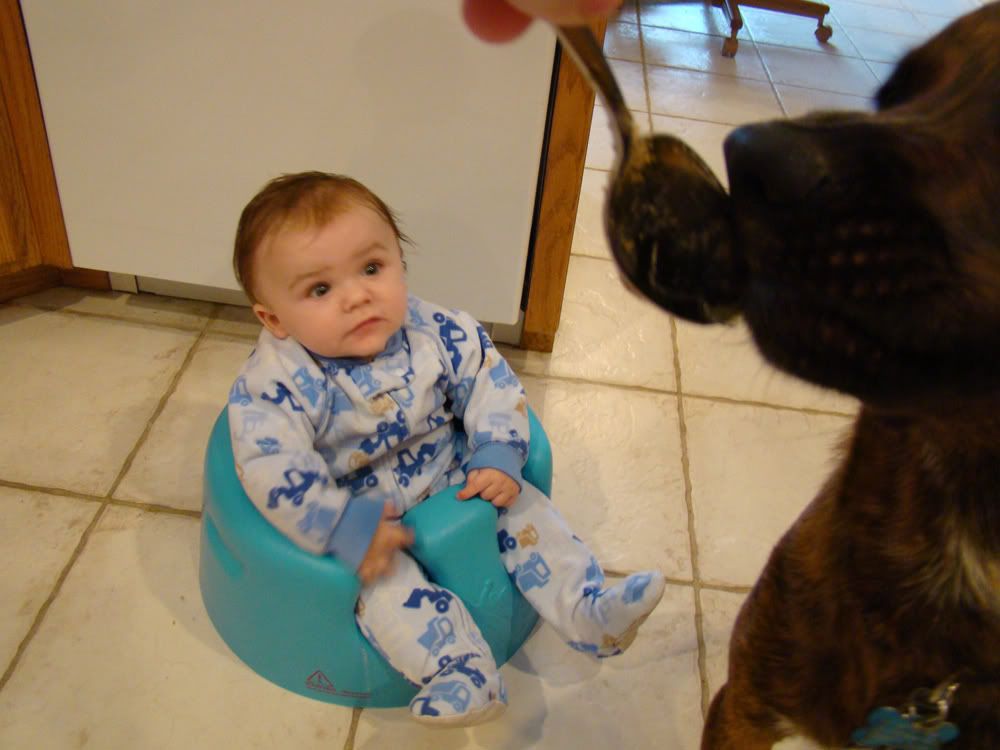 Coopers4monthbirthdaycaketn.jpg Cooper can't have cake! Ivy can... picture by Comfybluesocks