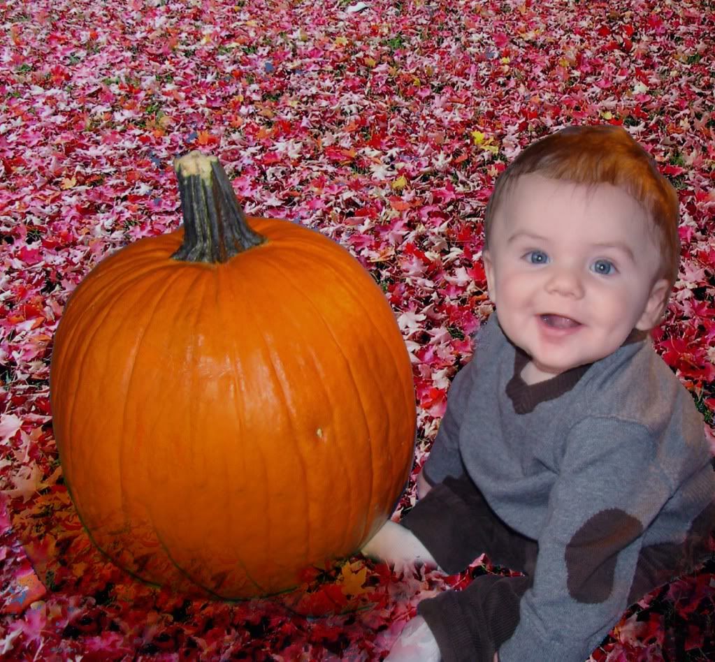 Red_autumn_leavescooper.jpg Cooper with pumpkin picture by Comfybluesocks