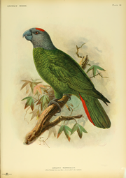 180px-Extinctbirds1907_P18_Amazona_.png