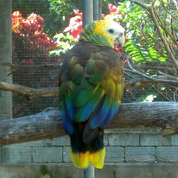 600px-Amazona_guildingii_-Botanical.jpg