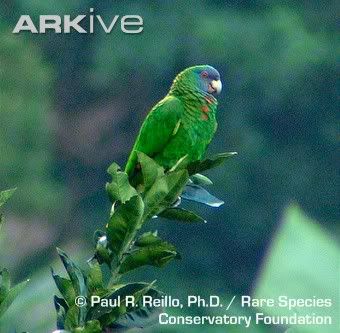 Red-necked-amazon-on-branch.jpg
