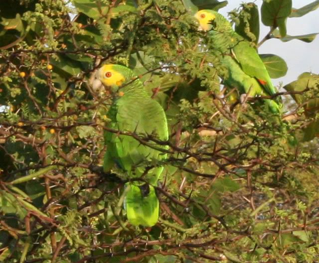 Yellow-shoulderedAmazonBOMP.jpg