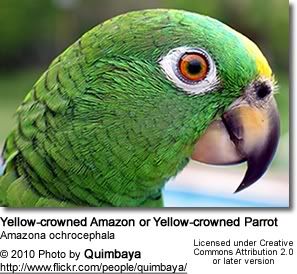 YellowcrownedAmazon.jpg