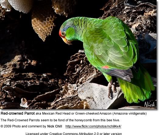 redcrownedparrot.jpg