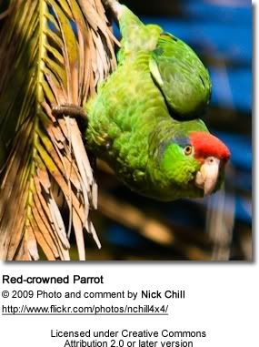 redcrownedparrot3.jpg