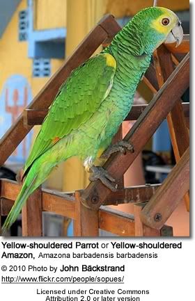 yellowshoulderedamazon2-1.jpg