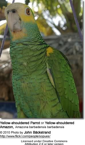 yellowshoulderedparrot2.jpg