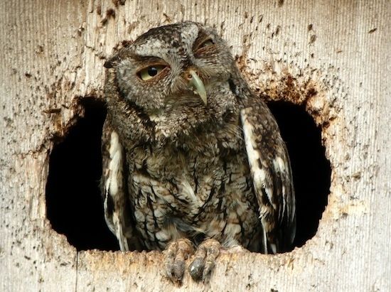 hungover-owls-29135-1282573383-1.jpg