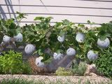 Vineyard Wiffle Ball