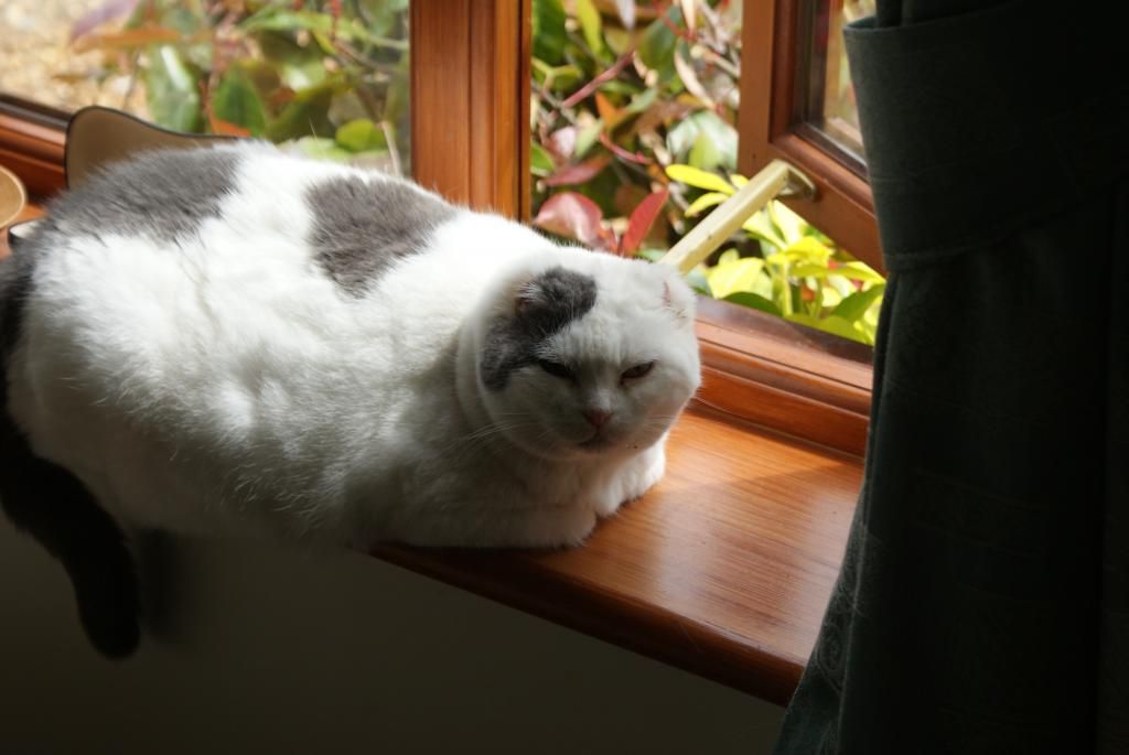 maisieonwindowsill.jpg