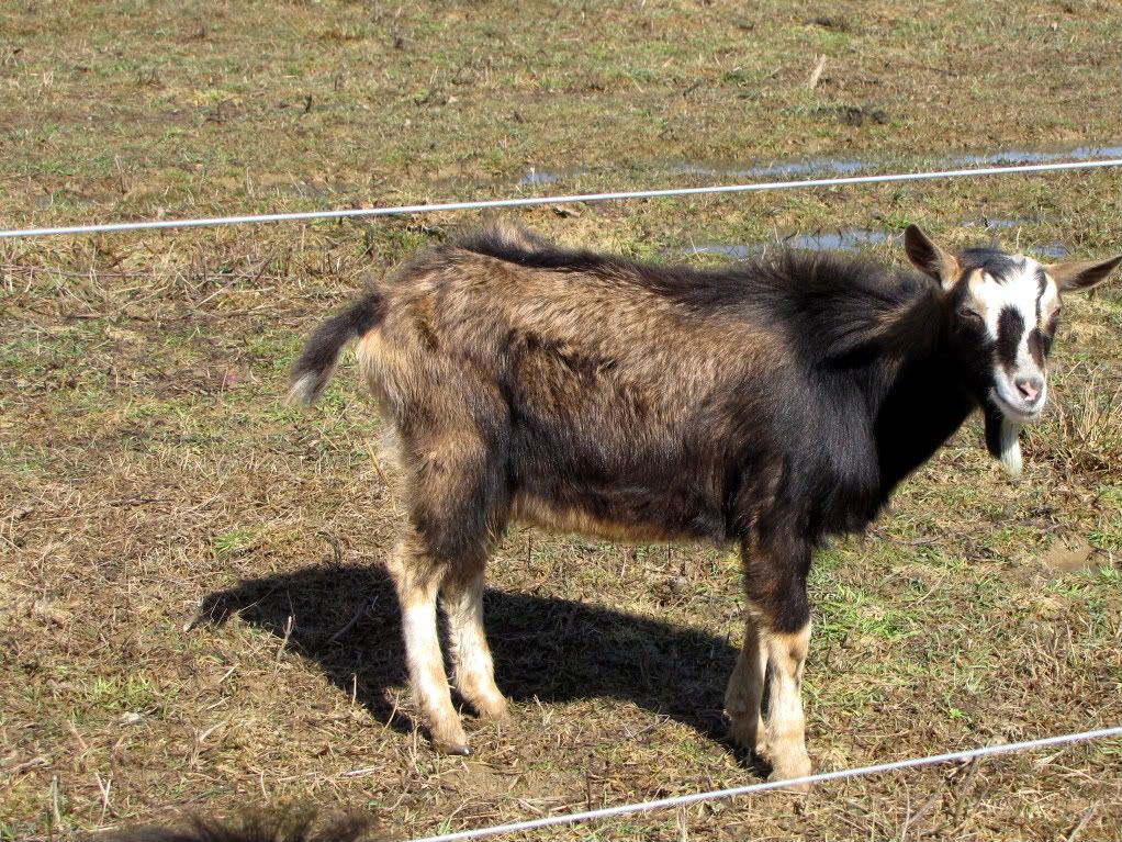 The difference minerals can make - Goats