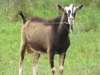 The difference minerals can make - Goats