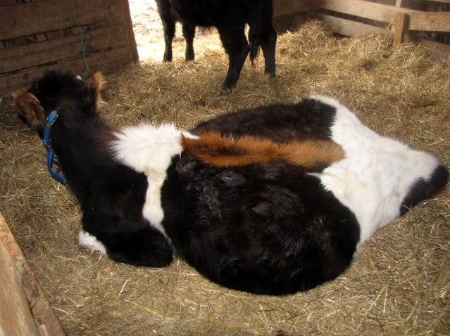 Cow calving? - Cattle