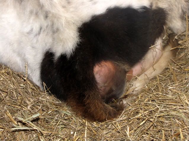 Cow calving? - Cattle