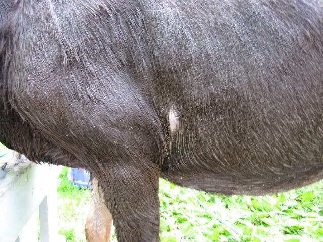 Lump on doe...please calm me down! - Goats