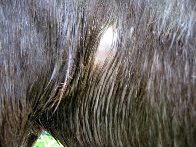 Lump on doe...please calm me down! - Goats