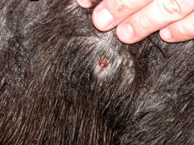 Lump on doe...please calm me down! - Goats