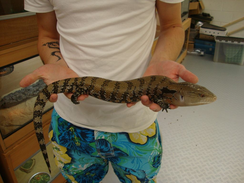 Scotland ******Quality Reptiles Scotland****** Reptile Forums