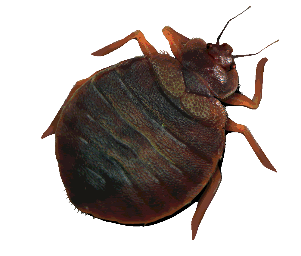 Bed Bugs Pictures, Images & Photos Photobucket